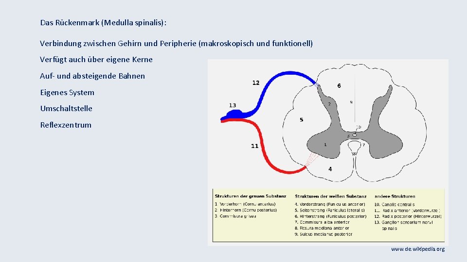 Das Rückenmark (Medulla spinalis): Verbindung zwischen Gehirn und Peripherie (makroskopisch und funktionell) Verfügt auch