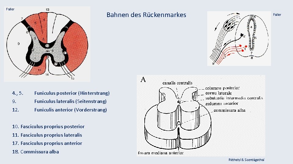 Faller Bahnen des Rückenmarkes 4. , 5. Funiculus posterior (Hinterstrang) 9. Funiculus lateralis (Seitenstrang)
