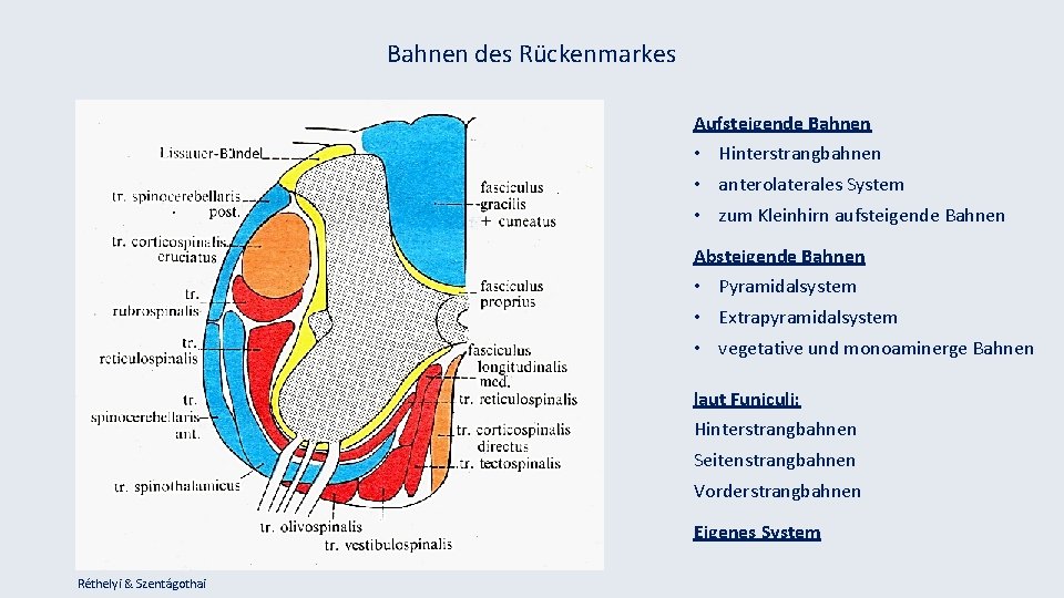 Bahnen des Rückenmarkes Aufsteigende Bahnen • Hinterstrangbahnen • anterolaterales System • zum Kleinhirn aufsteigende