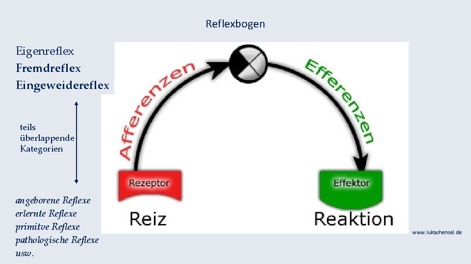 Reflexbogen Eigenreflex Fremdreflex Eingeweidereflex teils überlappende Kategorien angeborene Reflexe erlernte Reflexe primitve Reflexe pathologische