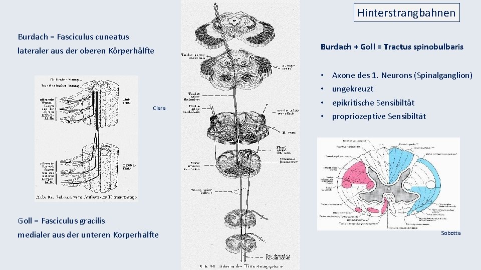 Hinterstrangbahnen Burdach = Fasciculus cuneatus lateraler aus der oberen Körperhälfte Clara Burdach + Goll