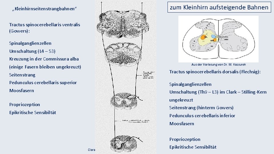 zum Kleinhirn aufsteigende Bahnen „Kleinhirnseitenstrangbahnen” Tractus spinocerebellaris ventralis (Gowers): Spinalganglienzellen Umschaltung (L 4 –