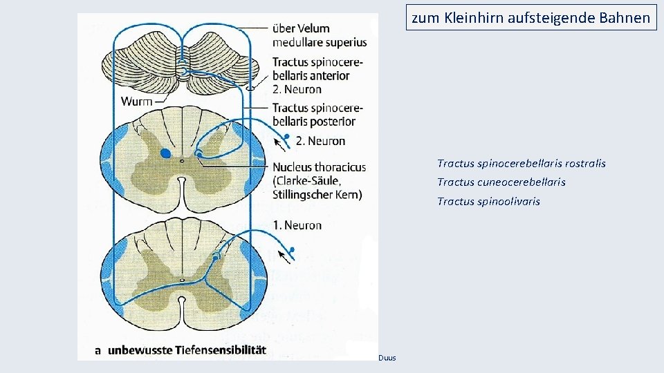 zum Kleinhirn aufsteigende Bahnen Tractus spinocerebellaris rostralis Tractus cuneocerebellaris Tractus spinoolivaris Duus 