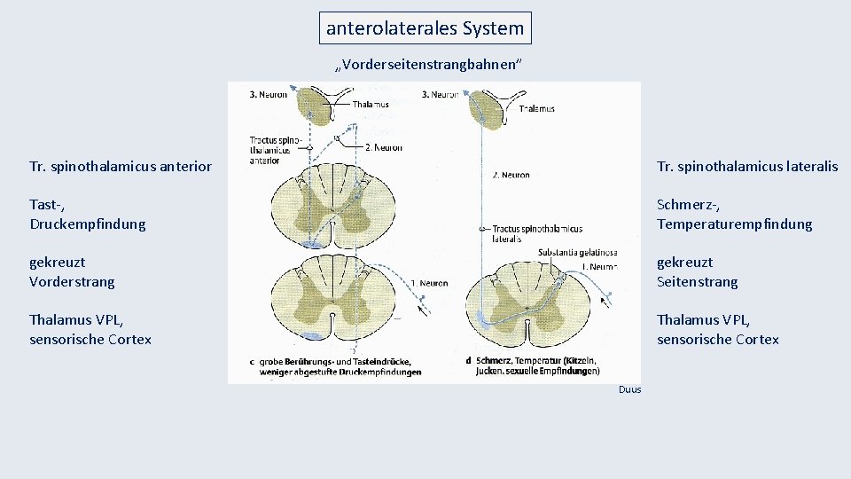 anterolaterales System „Vorderseitenstrangbahnen” Tr. spinothalamicus anterior Tr. spinothalamicus lateralis Tast-, Druckempfindung Schmerz-, Temperaturempfindung gekreuzt