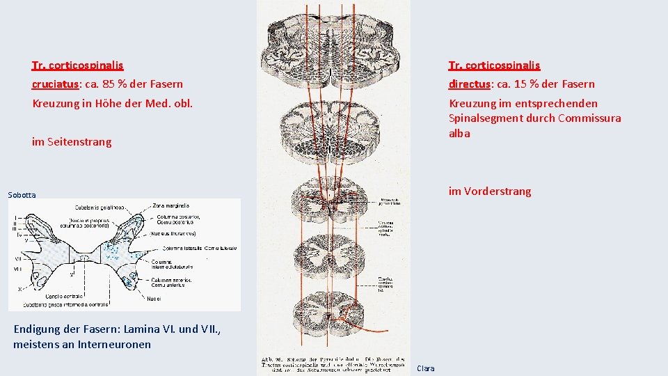 Tr. corticospinalis cruciatus: ca. 85 % der Fasern directus: ca. 15 % der Fasern