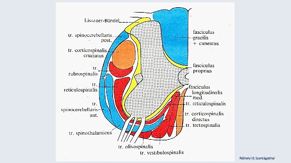 Réthelyi & Szentágothai 