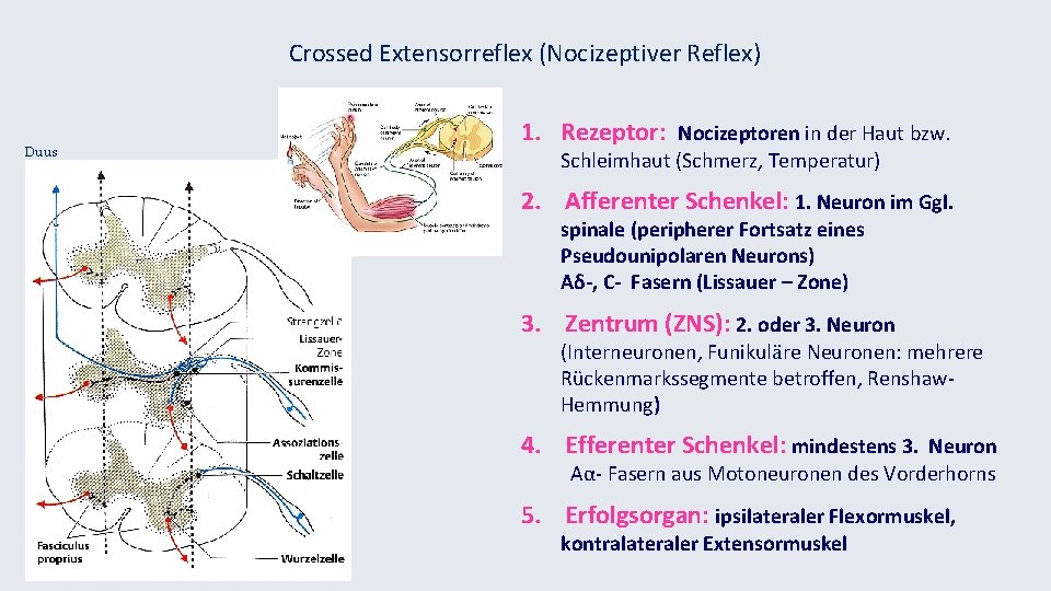 Crossed Extensorreflex (Nocizeptiver Reflex) Duus 1. Rezeptor: Nocizeptoren in der Haut bzw. Schleimhaut (Schmerz,