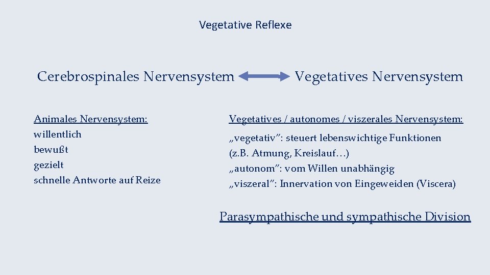 Vegetative Reflexe Cerebrospinales Nervensystem Animales Nervensystem: willentlich bewußt gezielt schnelle Antworte auf Reize Vegetatives