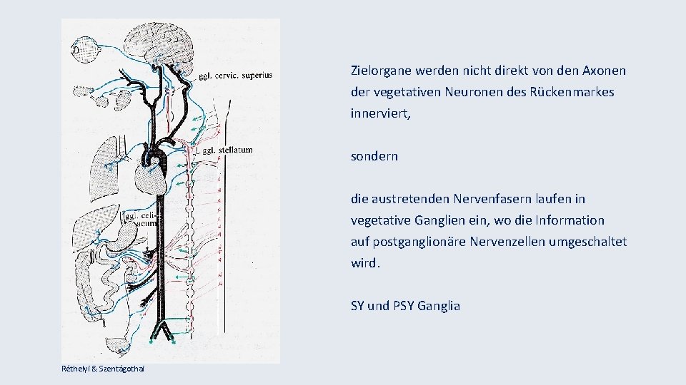 Zielorgane werden nicht direkt von den Axonen der vegetativen Neuronen des Rückenmarkes innerviert, sondern
