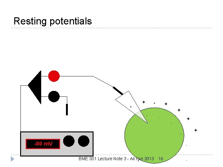 Resting potentials + + + - - - + - -80 m. V -