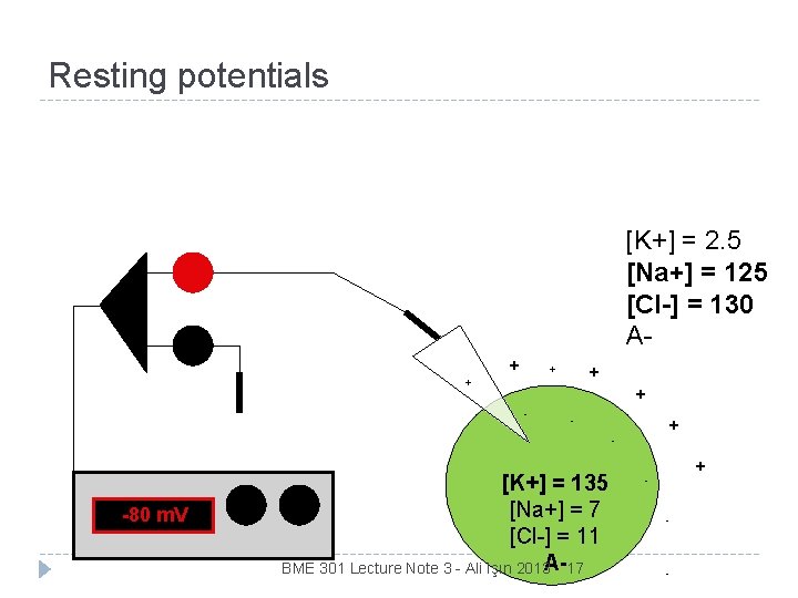 Resting potentials [K+] = 2. 5 [Na+] = 125 [Cl-] = 130 A+ +