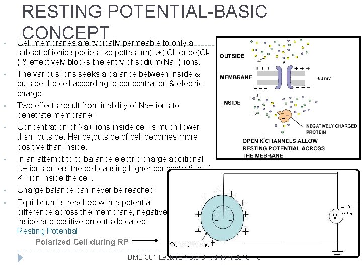  • RESTING POTENTIAL-BASIC CONCEPT Cell membranes are typically permeable to only a subset