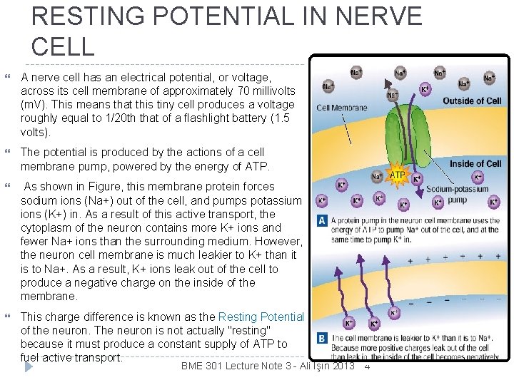 RESTING POTENTIAL IN NERVE CELL A nerve cell has an electrical potential, or voltage,
