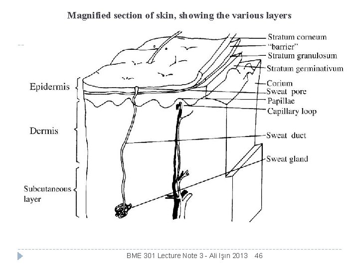 Magnified section of skin, showing the various layers BME 301 Lecture Note 3 -