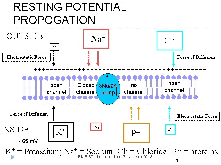 RESTING POTENTIAL PROPOGATION OUTSIDE Na+ Cl- K+ Electrostatic Force of Diffusion ++++++++++++++++++++++ open channel