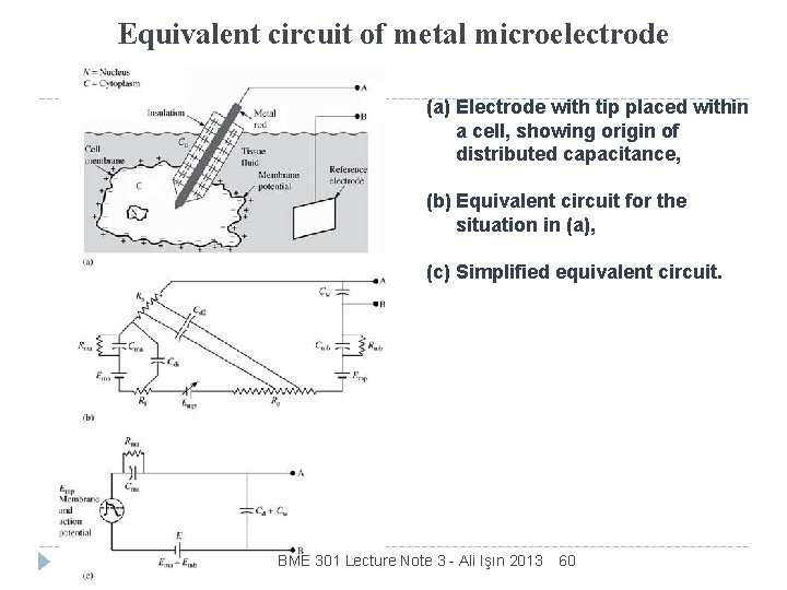 Equivalent circuit of metal microelectrode (a) Electrode with tip placed within a cell, showing