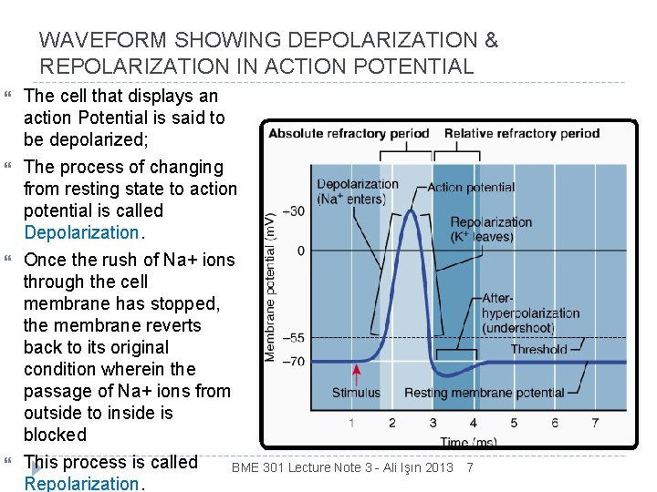 WAVEFORM SHOWING DEPOLARIZATION & REPOLARIZATION IN ACTION POTENTIAL The cell that displays an action