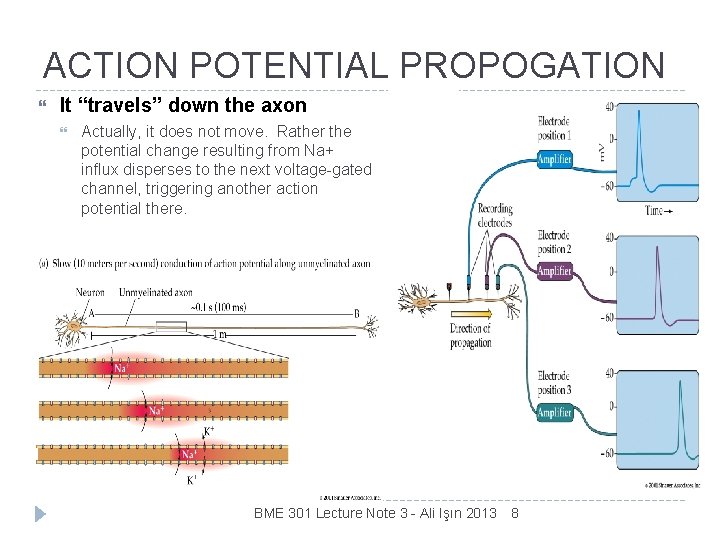 ACTION POTENTIAL PROPOGATION It “travels” down the axon Actually, it does not move. Rather