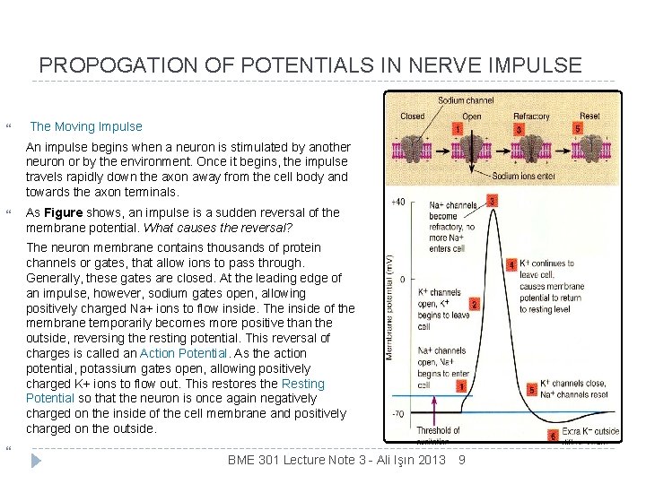 PROPOGATION OF POTENTIALS IN NERVE IMPULSE The Moving Impulse An impulse begins when a