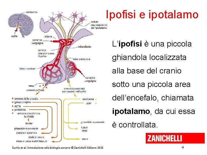 Ipofisi e ipotalamo L’ipofisi è una piccola ghiandola localizzata alla base del cranio sotto