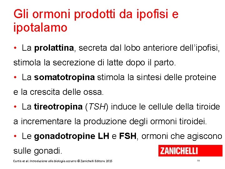 Gli ormoni prodotti da ipofisi e ipotalamo • La prolattina, secreta dal lobo anteriore