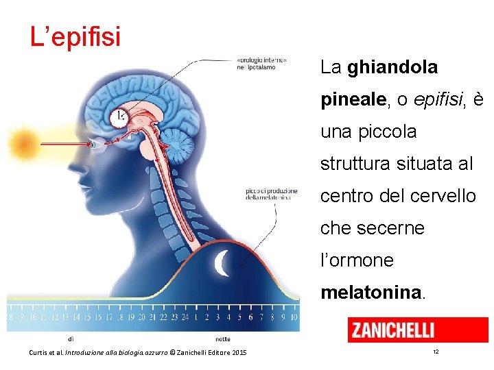 L’epifisi La ghiandola pineale, o epifisi, è una piccola struttura situata al centro del