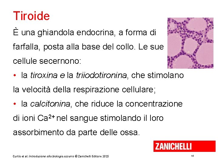 Tiroide È una ghiandola endocrina, a forma di farfalla, posta alla base del collo.