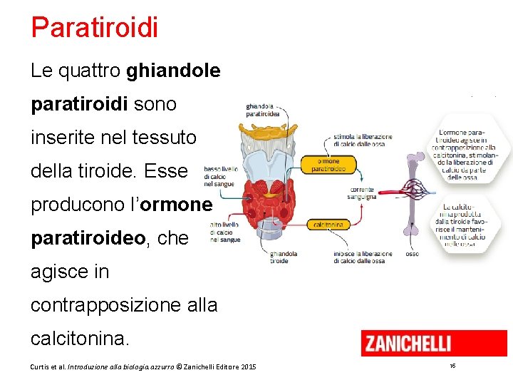 Paratiroidi Le quattro ghiandole paratiroidi sono inserite nel tessuto della tiroide. Esse producono l’ormone