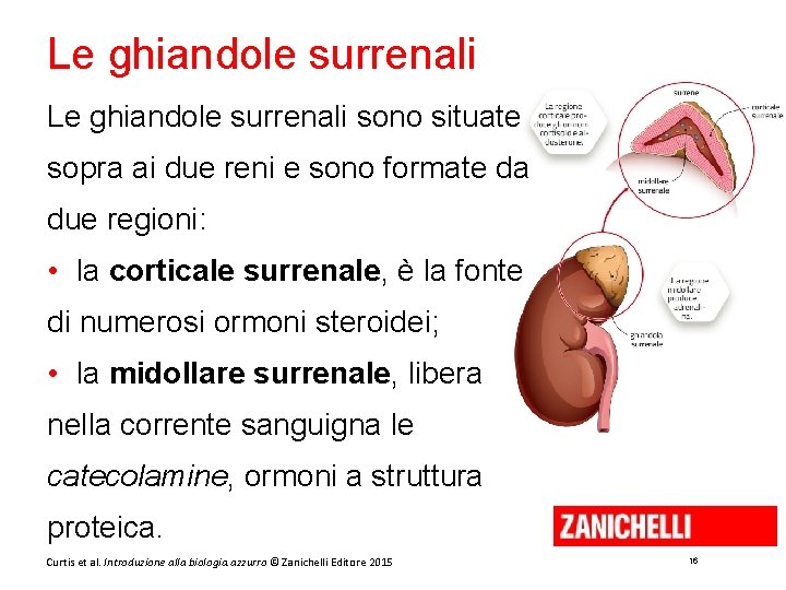 Le ghiandole surrenali sono situate sopra ai due reni e sono formate da due