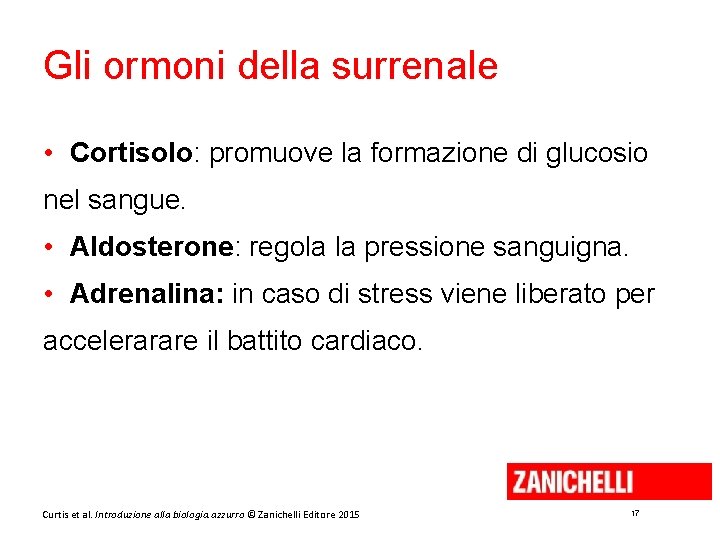 Gli ormoni della surrenale • Cortisolo: promuove la formazione di glucosio nel sangue. •