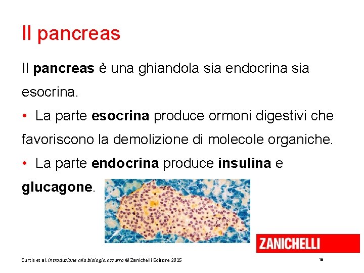 Il pancreas è una ghiandola sia endocrina sia esocrina. • La parte esocrina produce