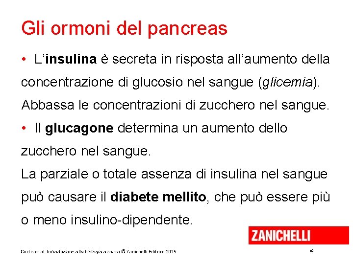 Gli ormoni del pancreas • L’insulina è secreta in risposta all’aumento della concentrazione di