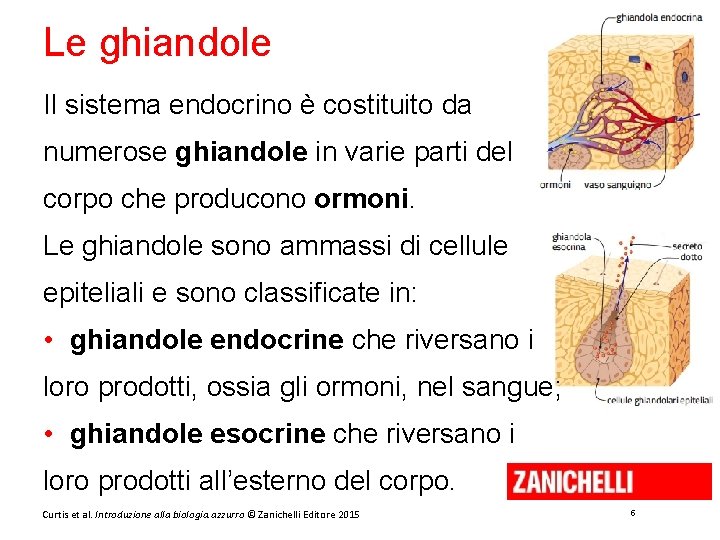 Le ghiandole Il sistema endocrino è costituito da numerose ghiandole in varie parti del