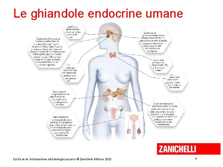 Le ghiandole endocrine umane Curtis et al. Introduzione alla biologia. azzurro © Zanichelli Editore