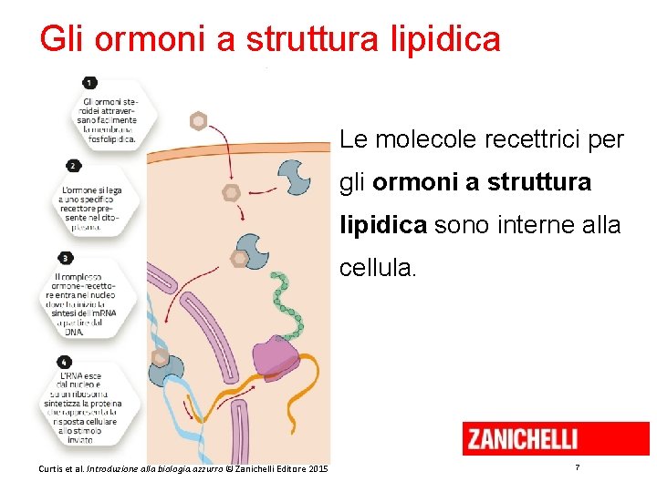 Gli ormoni a struttura lipidica Le molecole recettrici per gli ormoni a struttura lipidica