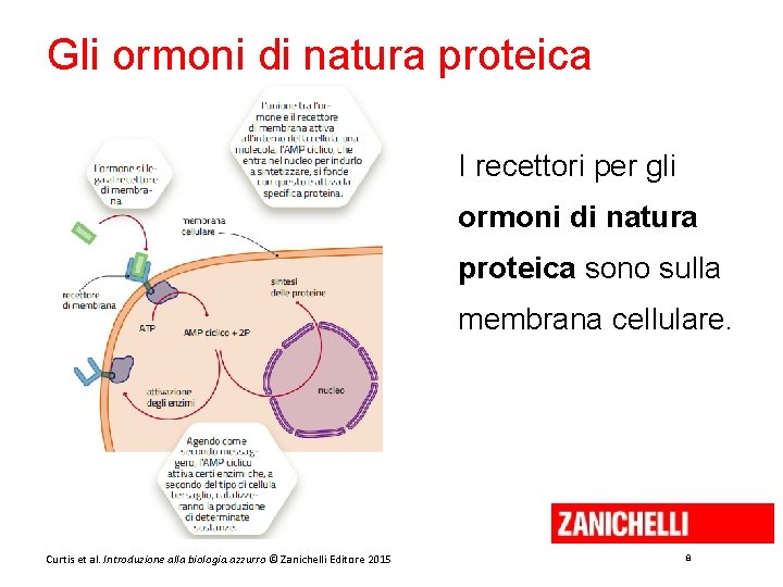 Gli ormoni di natura proteica I recettori per gli ormoni di natura proteica sono