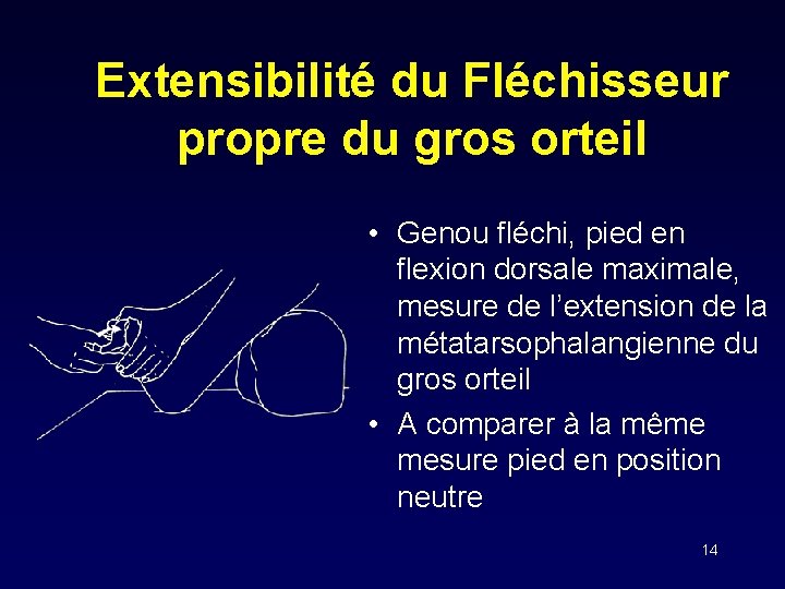 Extensibilité du Fléchisseur propre du gros orteil • Genou fléchi, pied en flexion dorsale