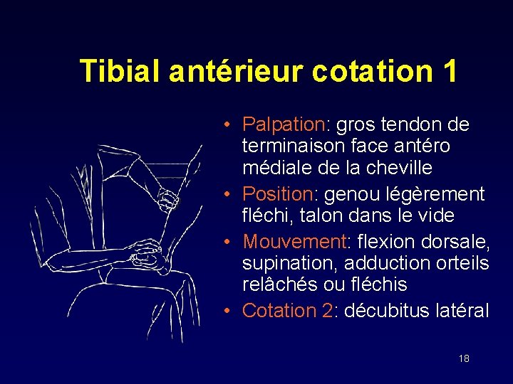 Tibial antérieur cotation 1 • Palpation: gros tendon de terminaison face antéro médiale de