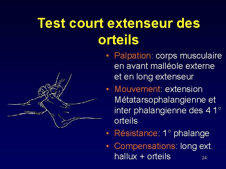 Test court extenseur des orteils • Palpation: corps musculaire en avant malléole externe et