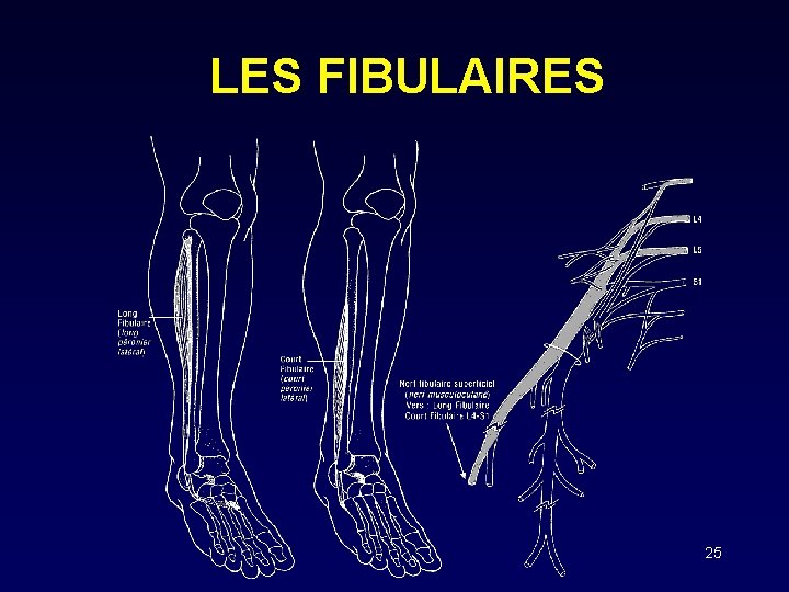 LES FIBULAIRES 25 