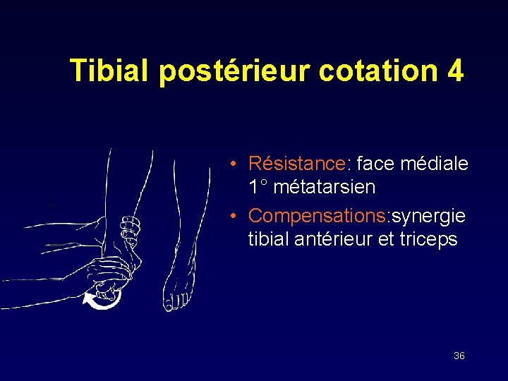 Tibial postérieur cotation 4 • Résistance: face médiale 1° métatarsien • Compensations: synergie tibial