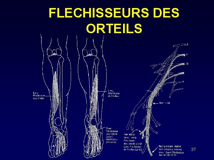 FLECHISSEURS DES ORTEILS 37 