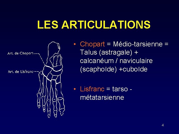 LES ARTICULATIONS • Chopart = Médio-tarsienne = Talus (astragale) + calcanéum / naviculaire (scaphoïde)