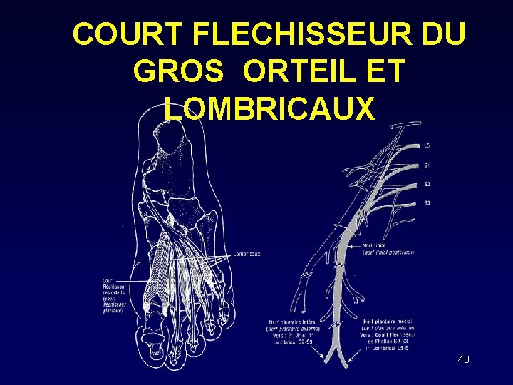 COURT FLECHISSEUR DU GROS ORTEIL ET LOMBRICAUX 40 