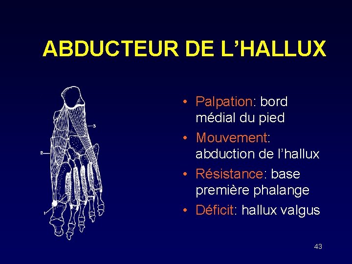 ABDUCTEUR DE L’HALLUX • Palpation: bord médial du pied • Mouvement: abduction de l’hallux