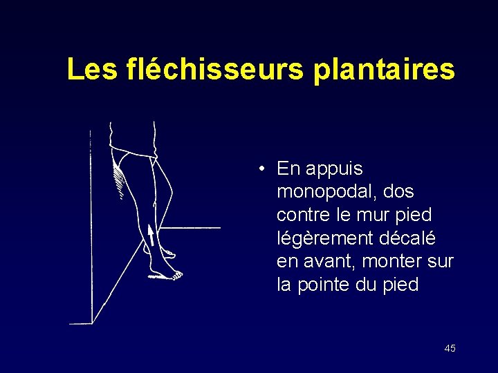 Les fléchisseurs plantaires • En appuis monopodal, dos contre le mur pied légèrement décalé