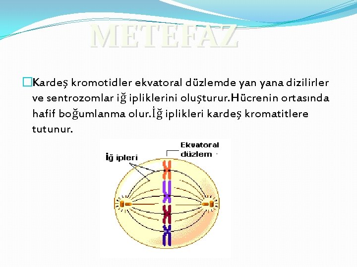 METEFAZ �Kardeş kromotidler ekvatoral düzlemde yana dizilirler ve sentrozomlar iğ ipliklerini oluşturur. Hücrenin ortasında