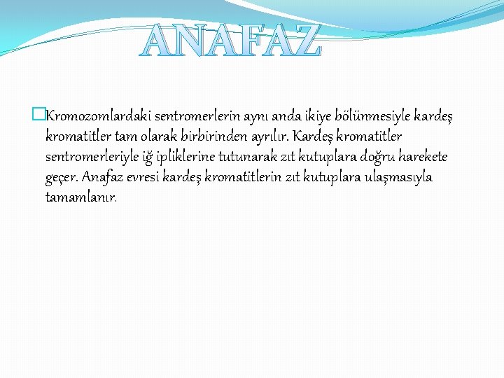 ANAFAZ �Kromozomlardaki sentromerlerin aynı anda ikiye bölünmesiyle kardeş kromatitler tam olarak birbirinden ayrılır. Kardeş