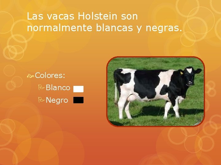 Las vacas Holstein son normalmente blancas y negras. Colores: PBlanco PNegro 