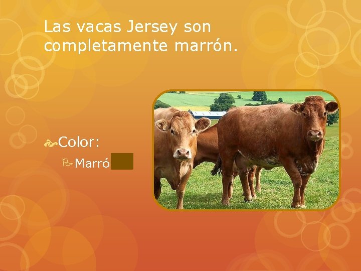 Las vacas Jersey son completamente marrón. Color: PMarrón 